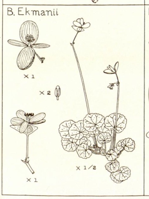 B. ekmanii